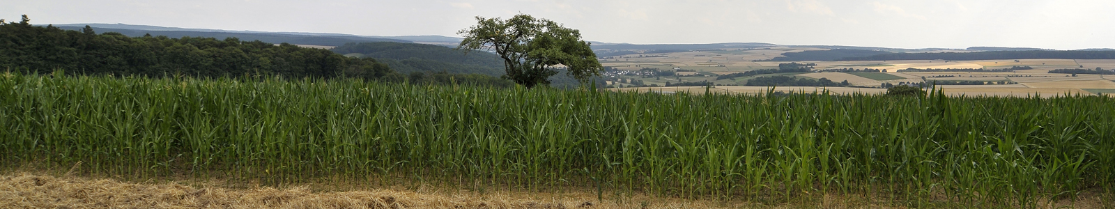 Maisacker © Dienstleistungszentren Ländlicher Raum